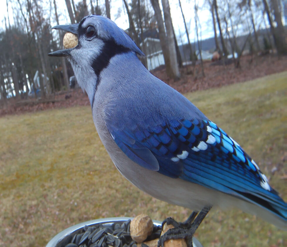 Counting event helps study birds throughout regions for Great Backyard
